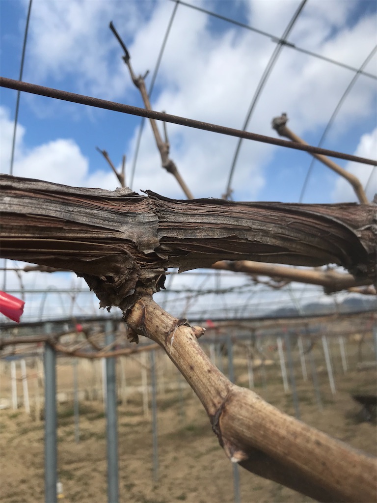 f:id:GrapeTopia:20210221232843j:image f:id:GrapeTopia:20210221232843j:image