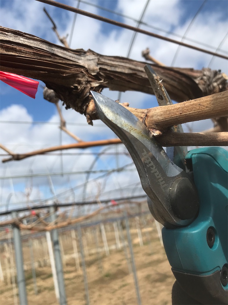 f:id:GrapeTopia:20210221232907j:image f:id:GrapeTopia:20210221232907j:image