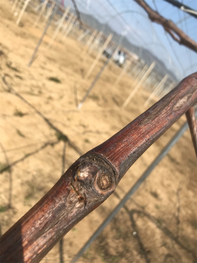 f:id:GrapeTopia:20210222094620j:image f:id:GrapeTopia:20210222094620j:image