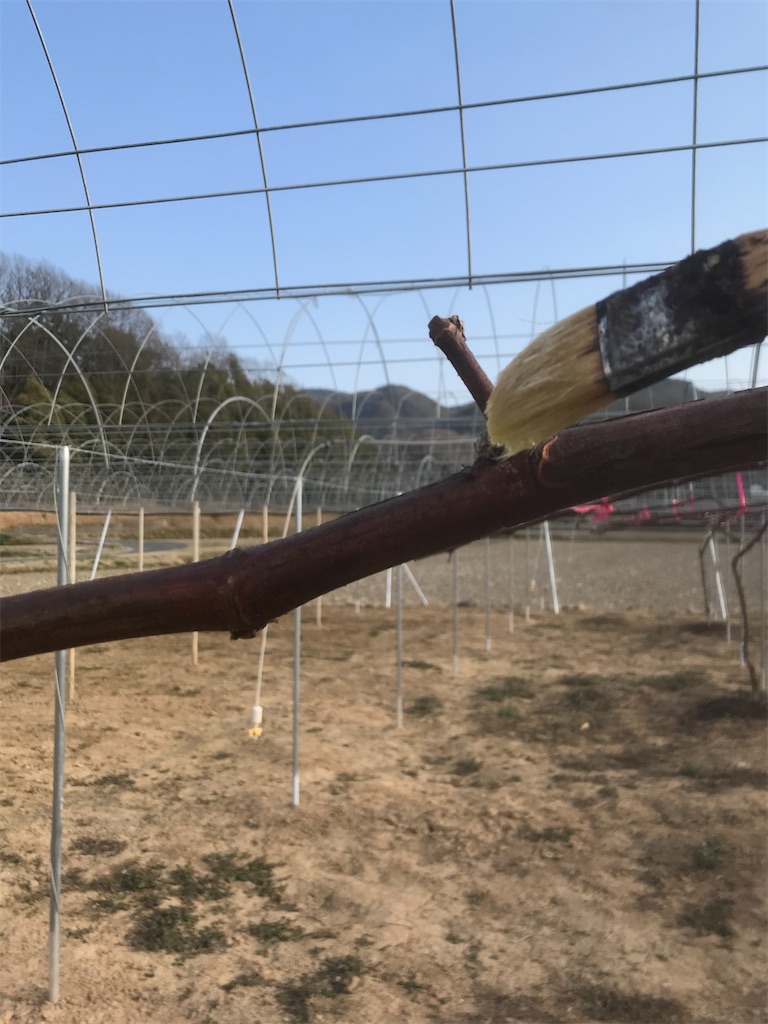 f:id:GrapeTopia:20210222210621j:image f:id:GrapeTopia:20210222210621j:image
