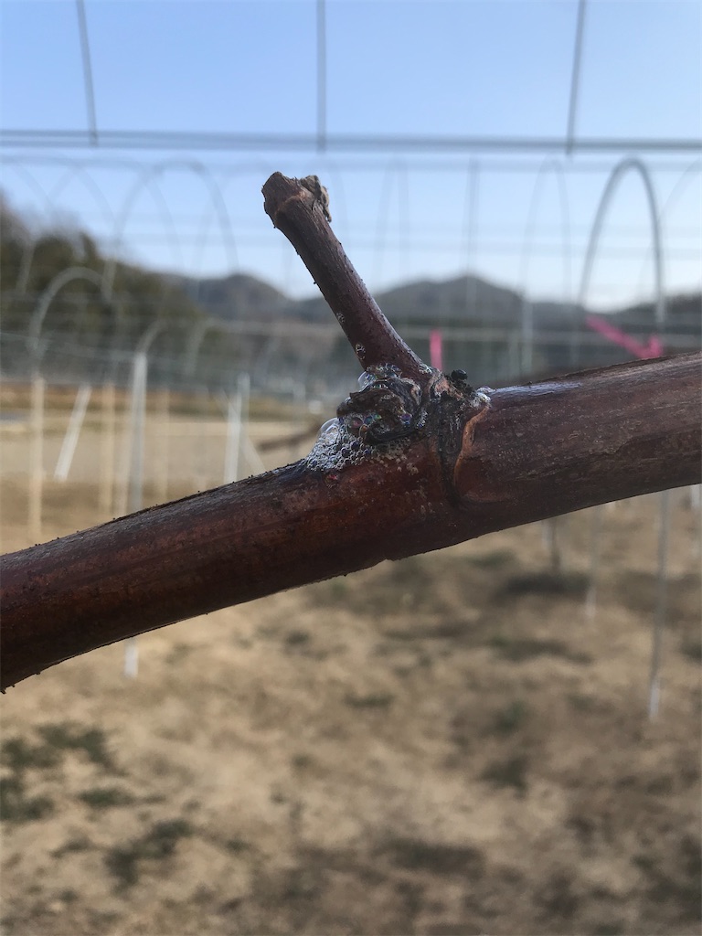 f:id:GrapeTopia:20210222210636j:image f:id:GrapeTopia:20210222210636j:image