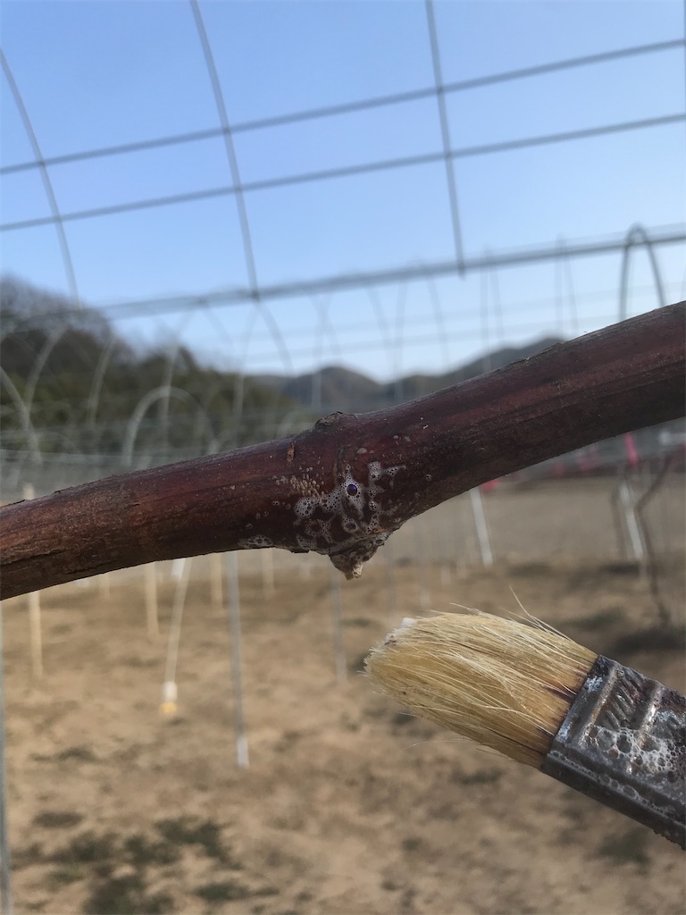 f:id:GrapeTopia:20210222210651j:image f:id:GrapeTopia:20210222210651j:image
