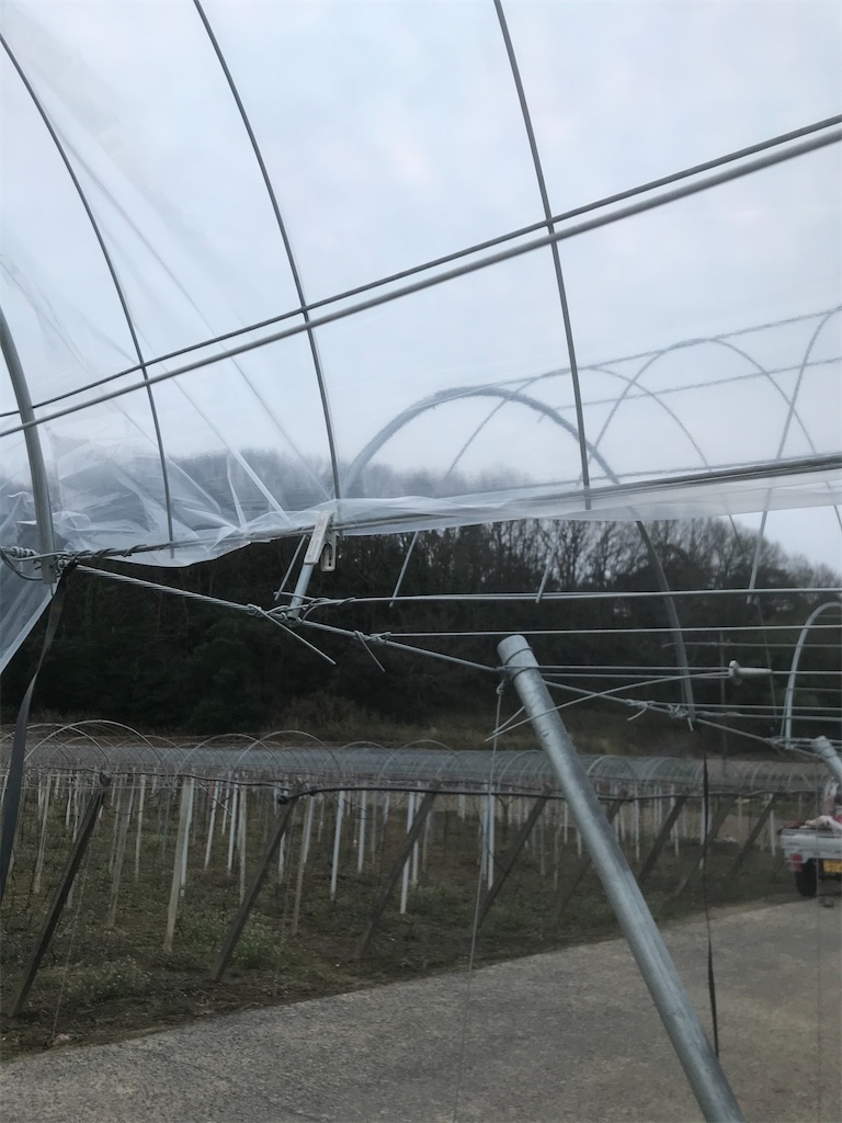 f:id:GrapeTopia:20210308204711j:image f:id:GrapeTopia:20210308204711j:image