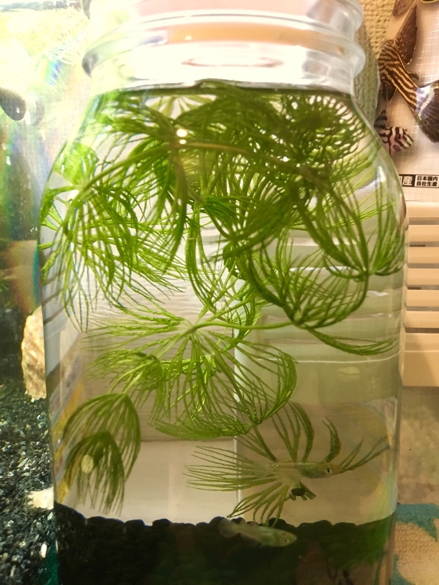 f:id:Gray-leavedeuryops:20190711204205j:plain