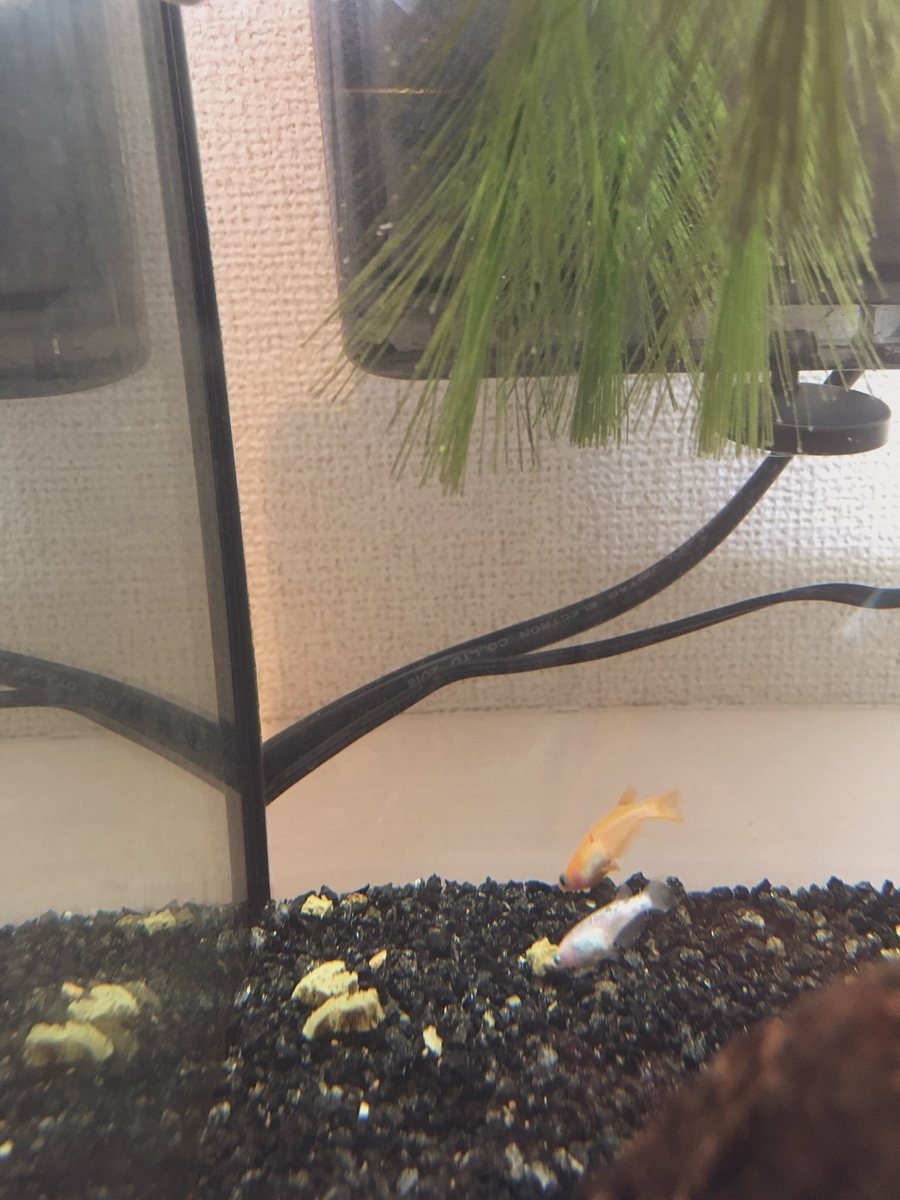 f:id:Gray-leavedeuryops:20190712151256j:plain