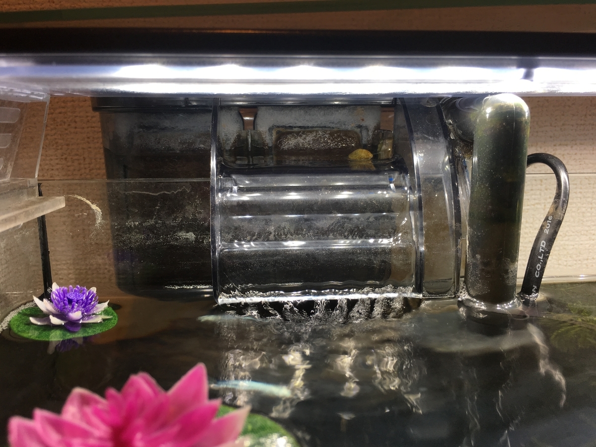 f:id:Gray-leavedeuryops:20190713213315j:plain