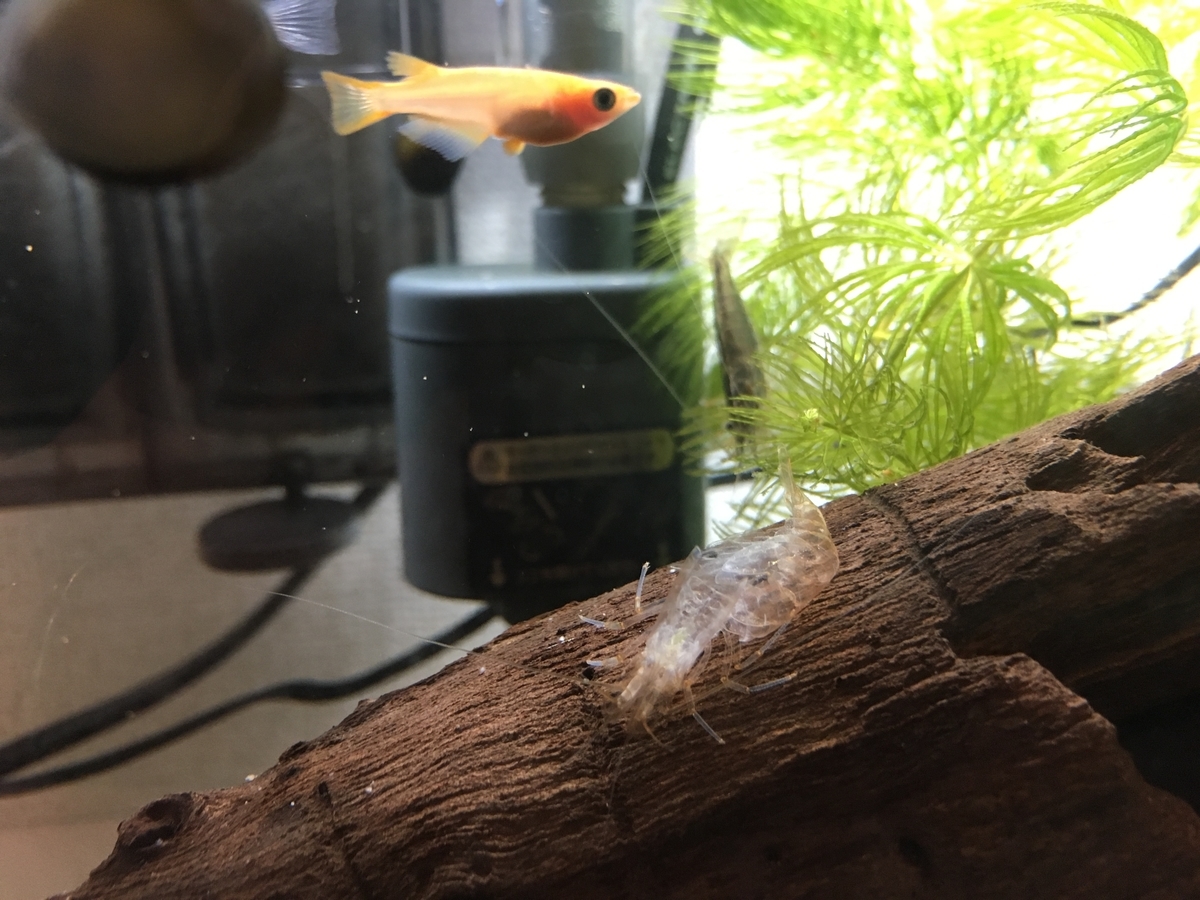 f:id:Gray-leavedeuryops:20190716081836j:plain