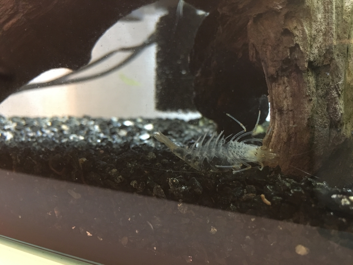 f:id:Gray-leavedeuryops:20190716082552j:plain