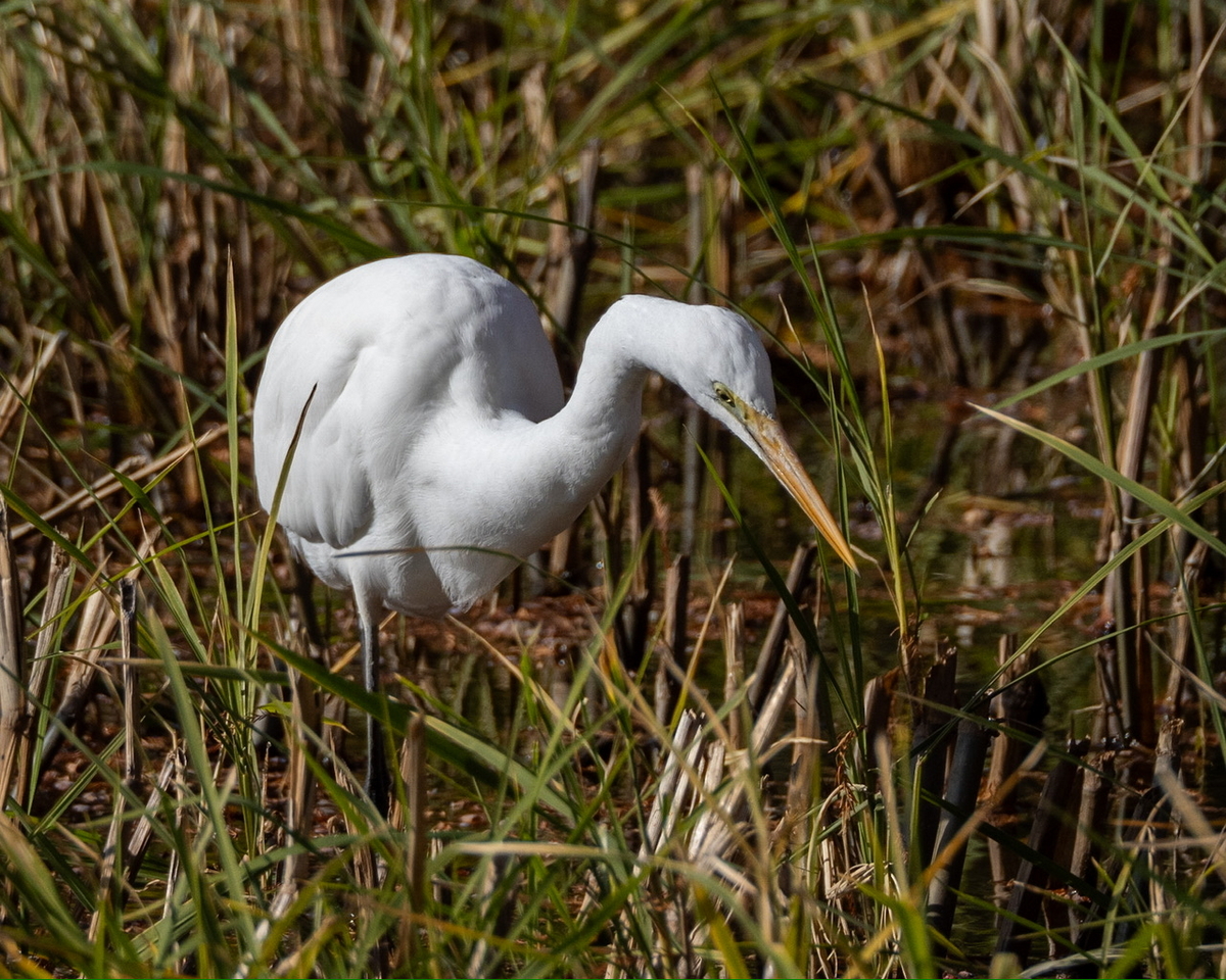 水元公園へ鳥を探しに。 - 山と写真と毎日と