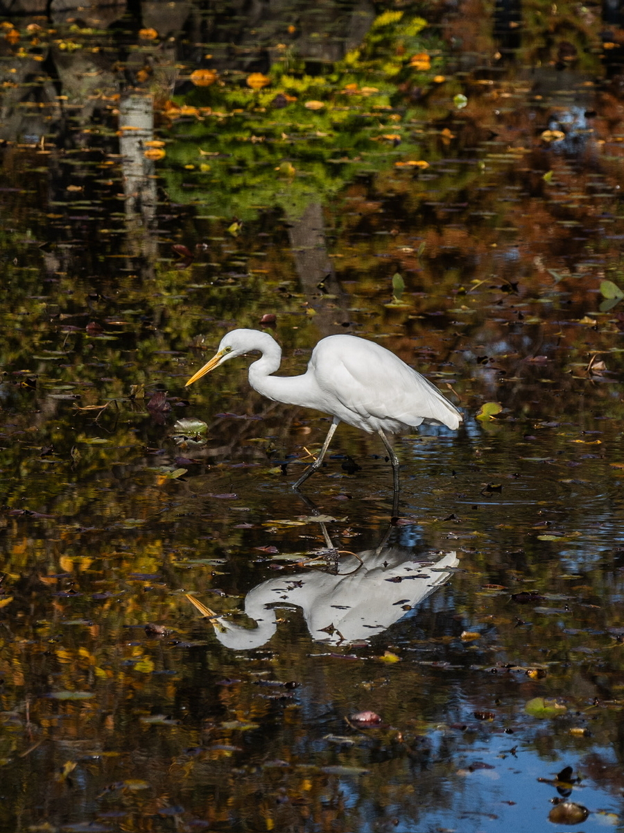 水元公園へ鳥を探しに。 - 山と写真と毎日と