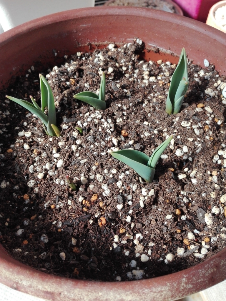 f:id:GreenLeaf0:20180303132421j:plain f:id:GreenLeaf0:20180303132421j:plain