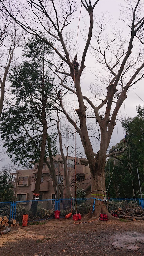 ケヤキの枝下ろし Arbopro Tree Works