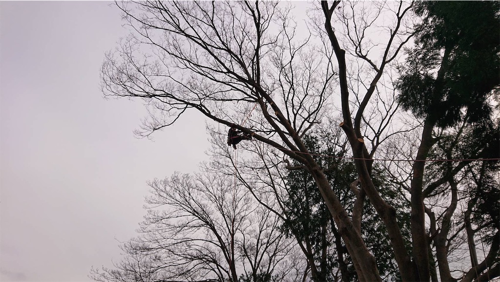 ケヤキの枝下ろし Arbopro Tree Works
