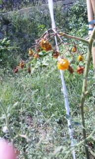 f:id:Green_Tea:20100917121711j:image