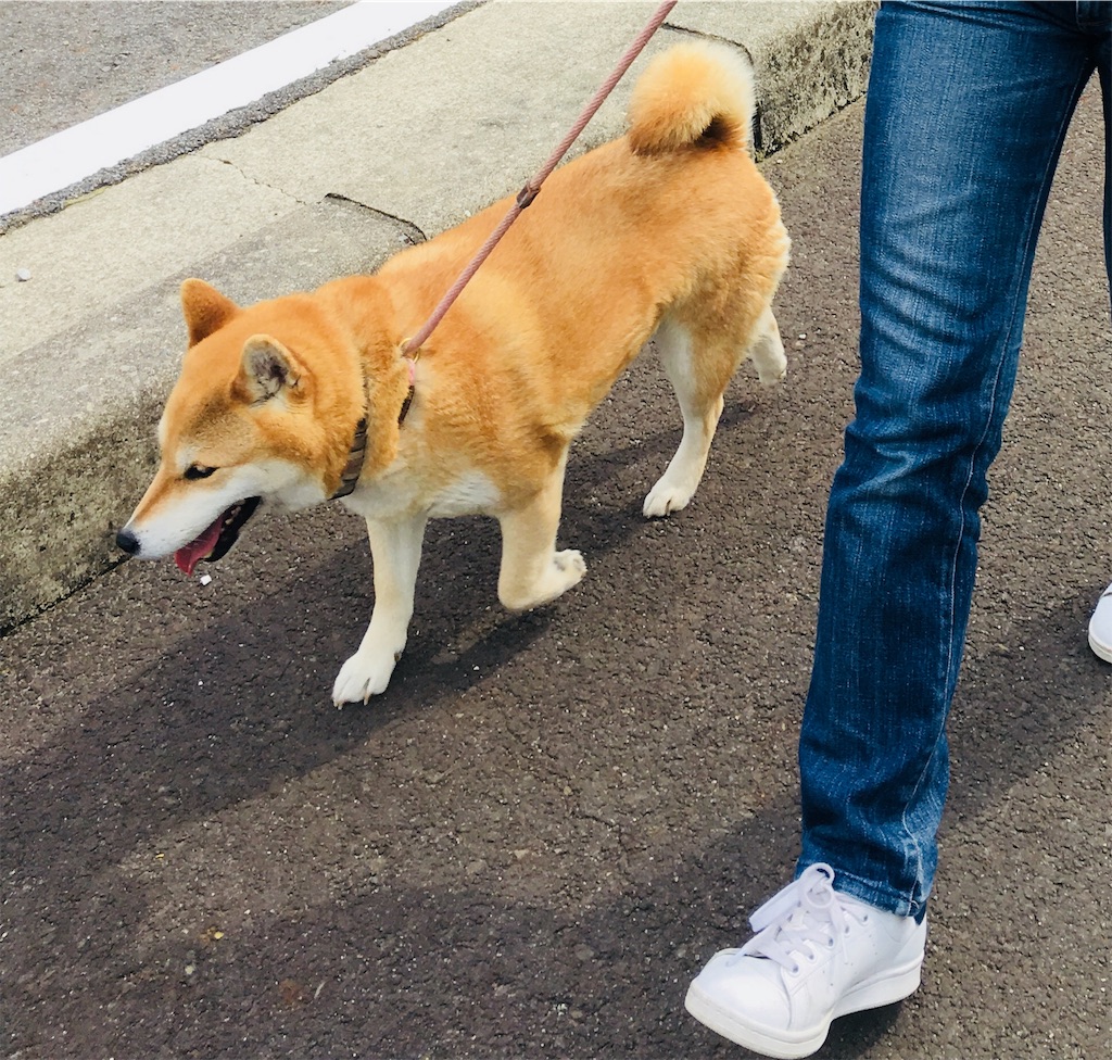 f:id:Greenglish:20180430211740j:image