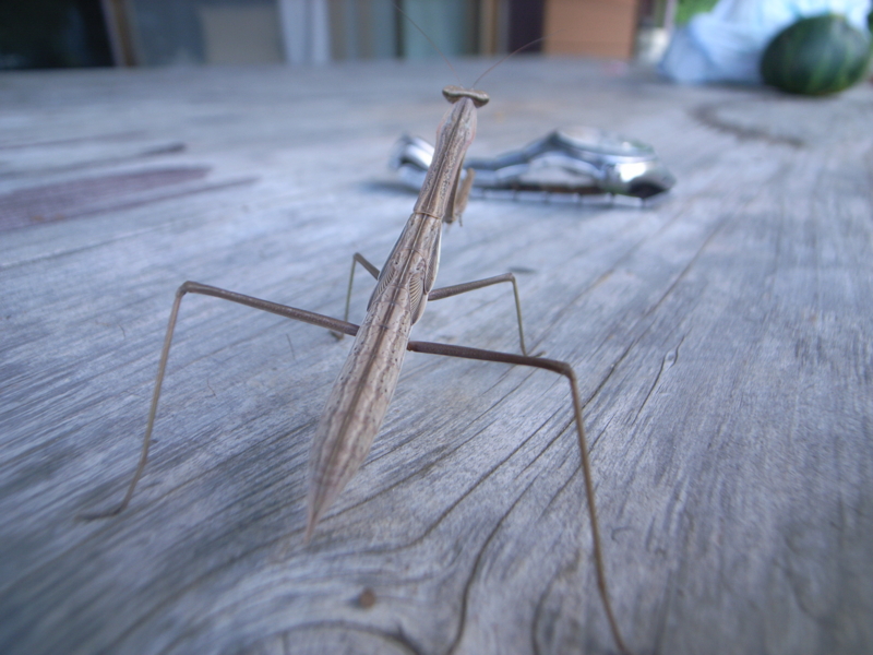 カマキリ君に襲撃された腕時計 緑の週末日記