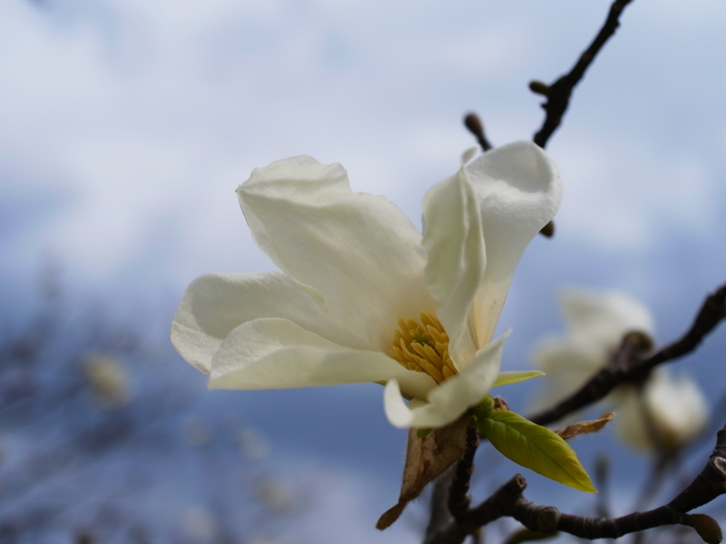 f:id:Greenweekends:20110407130503j:image:w640
