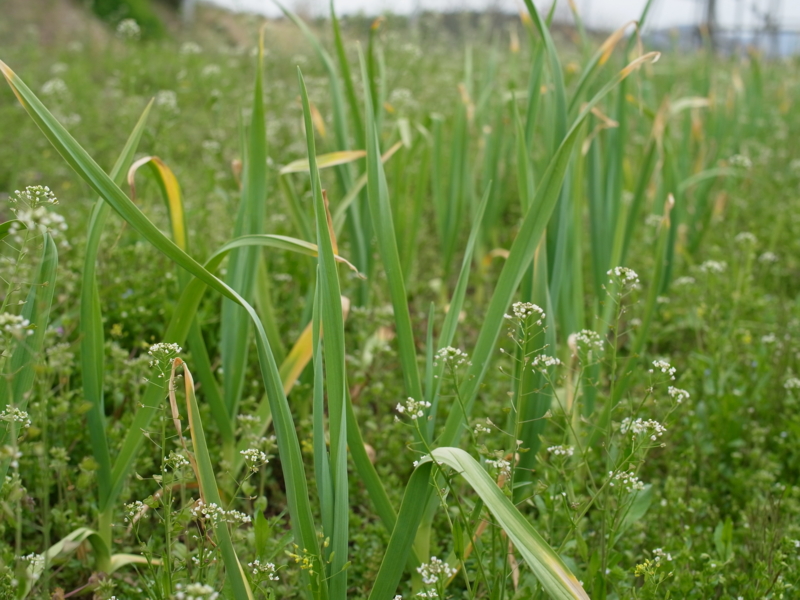 f:id:Greenweekends:20110421092856j:image:w640