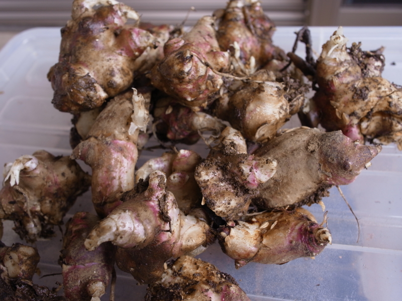 f:id:Greenweekends:20110422111506j:image:w640 f:id:Greenweekends:20110422111506j:image:w640