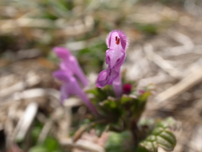f:id:Greenweekends:20120303131907j:image:w640