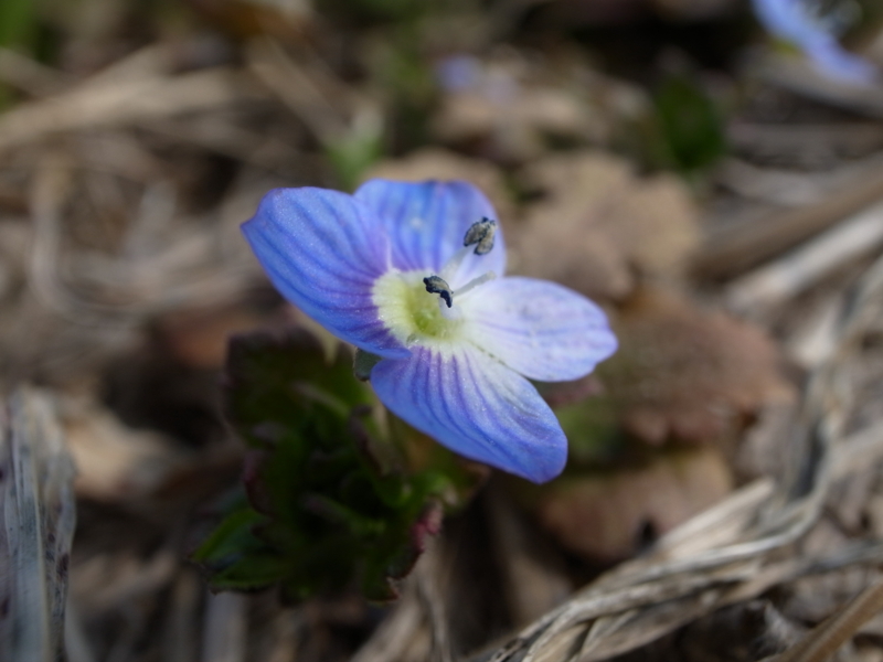 f:id:Greenweekends:20120303132419j:image:w640