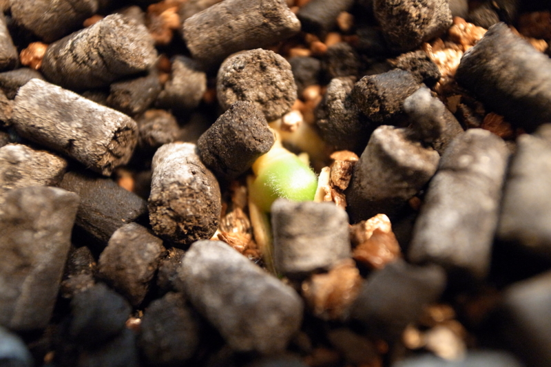 f:id:Greenweekends:20120424200702j:image