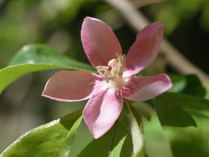 f:id:Greenweekends:20120505095010j:image:w640