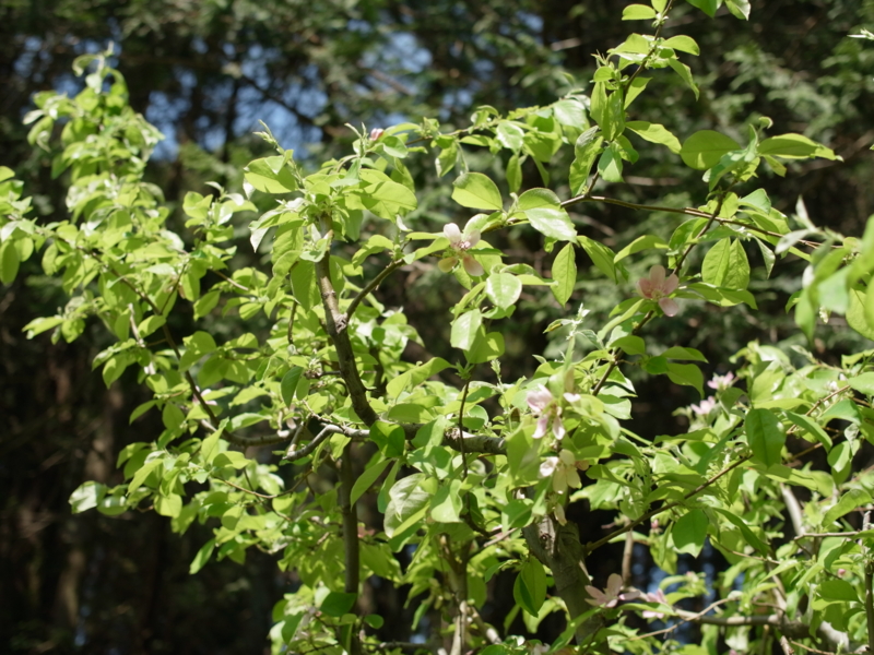 f:id:Greenweekends:20120505095115j:image:w640