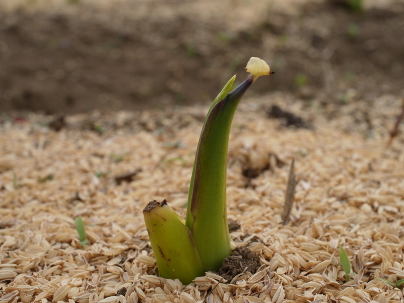 f:id:Greenweekends:20120520153624j:image:w640