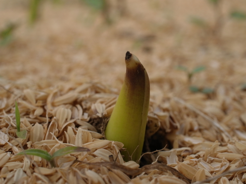 f:id:Greenweekends:20120520153909j:image:w640