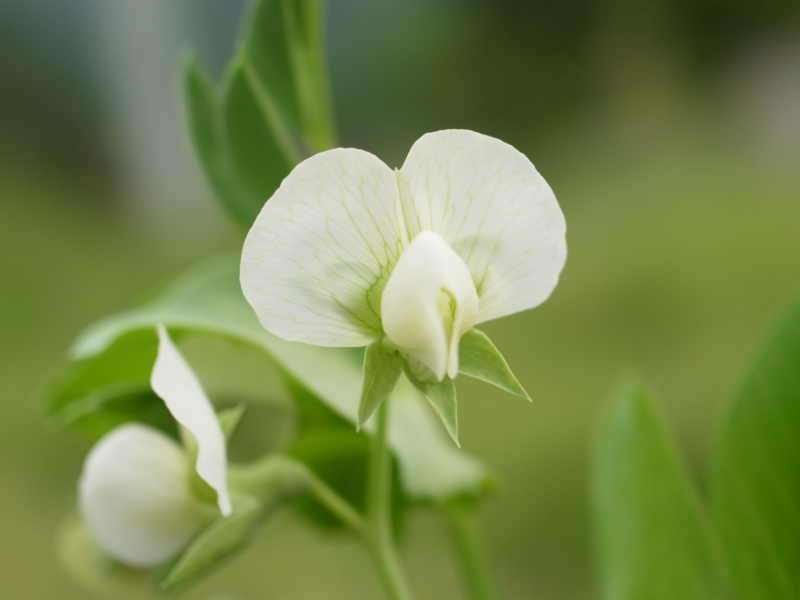 f:id:Greenweekends:20120520154232j:image:w640