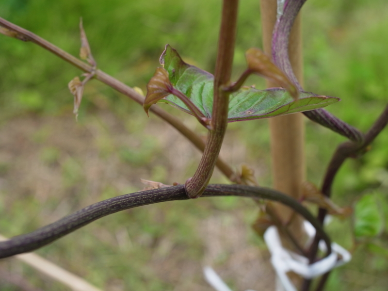 f:id:Greenweekends:20120603082826j:image:w640