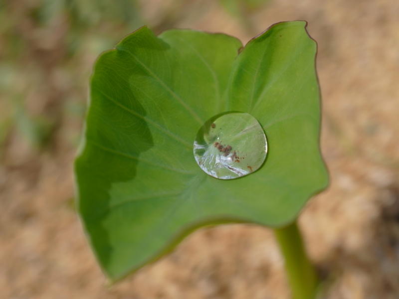f:id:Greenweekends:20120603110754j:image:w640