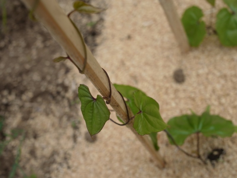 f:id:Greenweekends:20120603112925j:image:w640