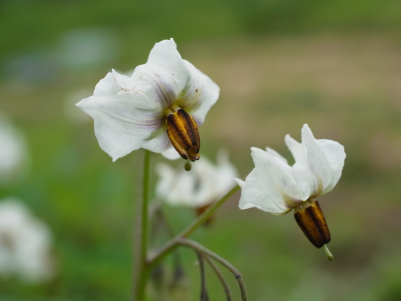 f:id:Greenweekends:20120603113043j:image:w640