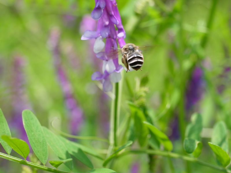 f:id:Greenweekends:20120603113351j:image:w640