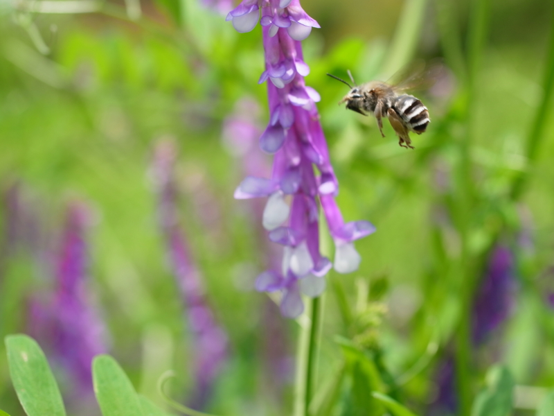 f:id:Greenweekends:20120603113353j:image:w640