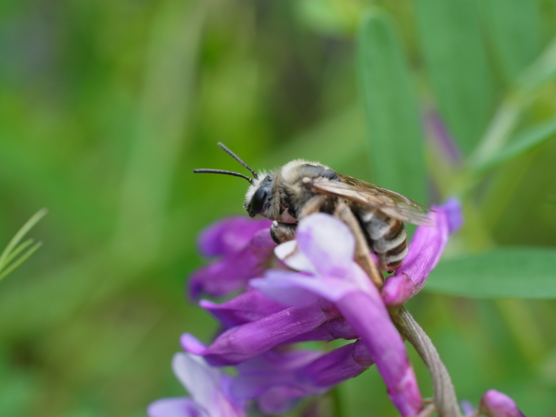 f:id:Greenweekends:20120603113742j:image:w640