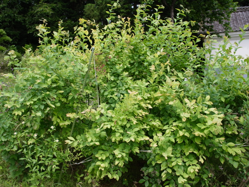 f:id:Greenweekends:20120617130110j:image:w640