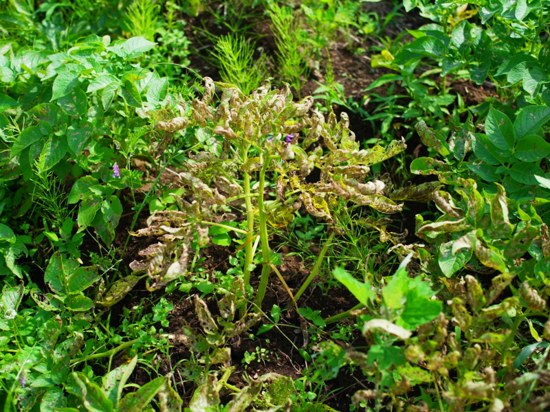 f:id:Greenweekends:20120617145450j:image:w640