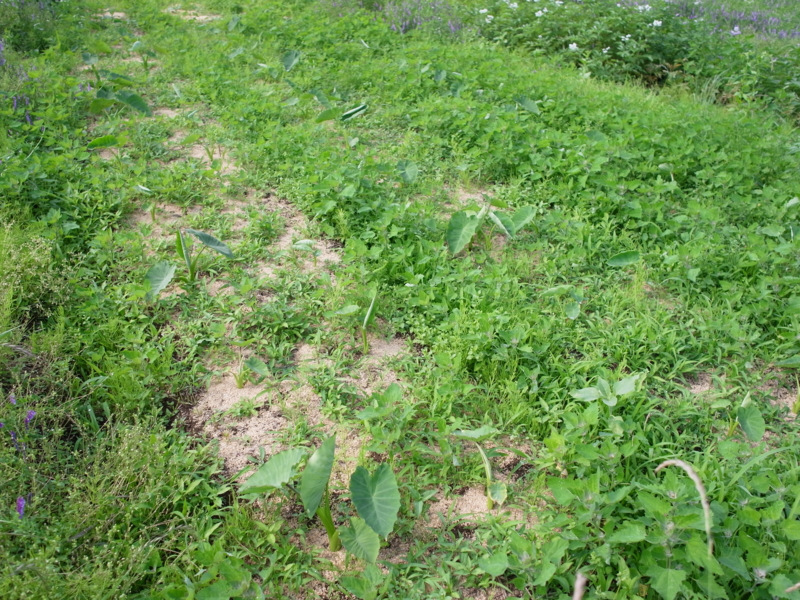 f:id:Greenweekends:20120617145901j:image:w640