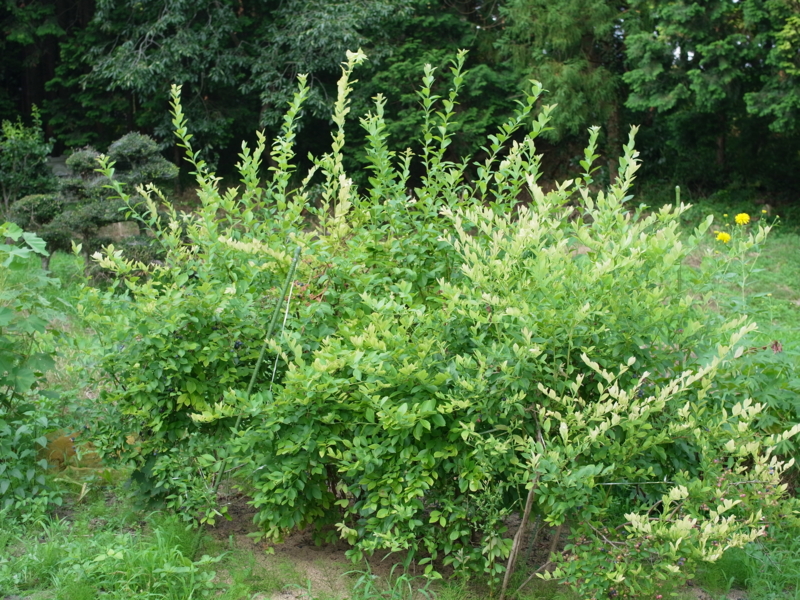 f:id:Greenweekends:20120729155325j:image:w640