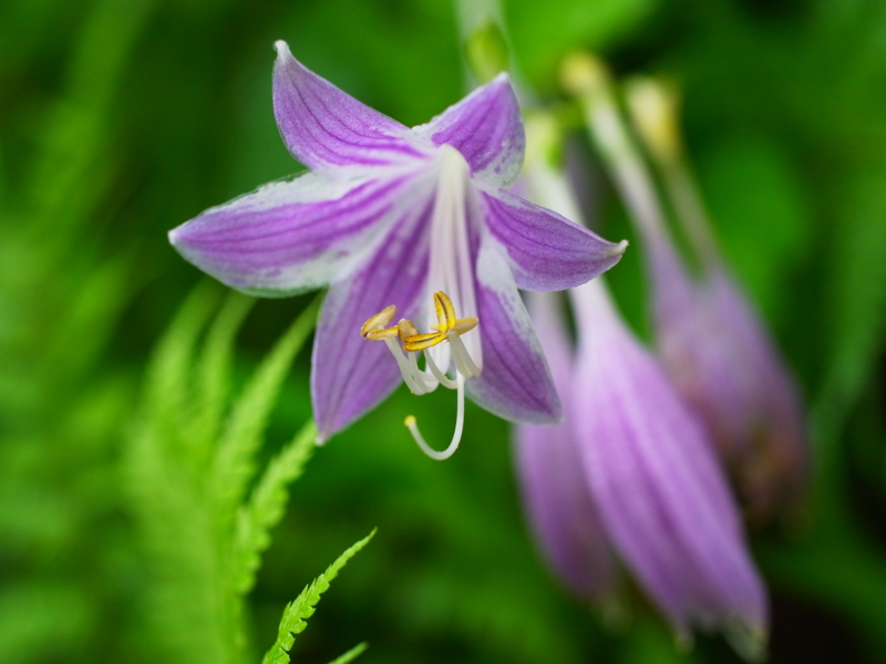 f:id:Greenweekends:20120818084924j:image:w640
