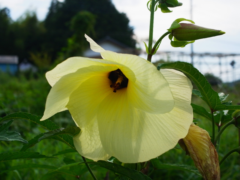 f:id:Greenweekends:20120818153418j:image:w640