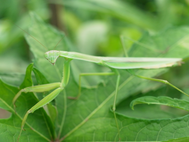 f:id:Greenweekends:20120818153506j:image:w640