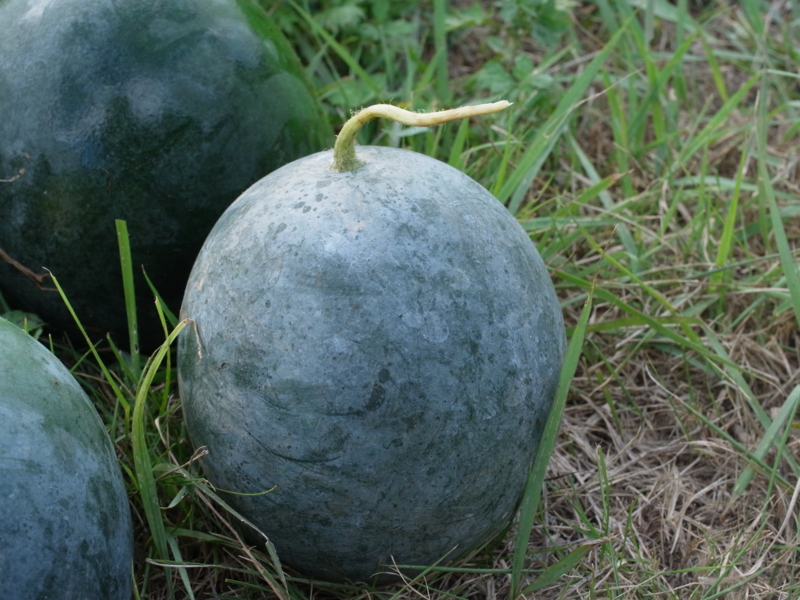 f:id:Greenweekends:20120818172656j:image:w640