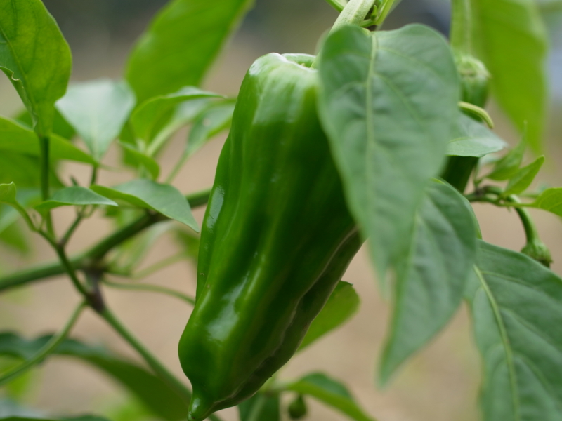 f:id:Greenweekends:20121028100211j:image:w640