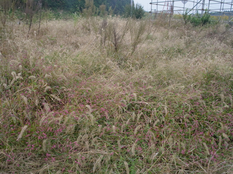 f:id:Greenweekends:20121028101906j:image:w640