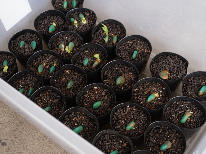 f:id:Greenweekends:20121111103019j:image:w640