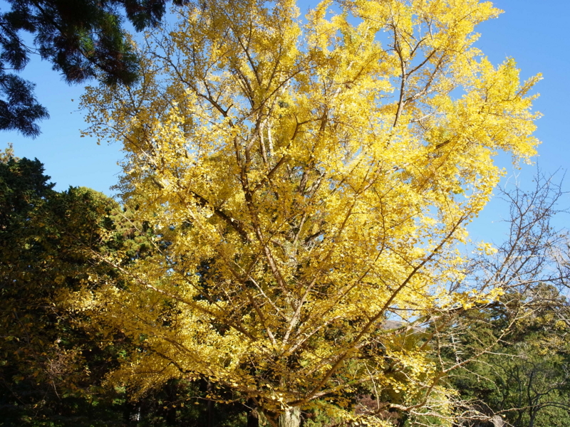 f:id:Greenweekends:20121118075128j:image:w640